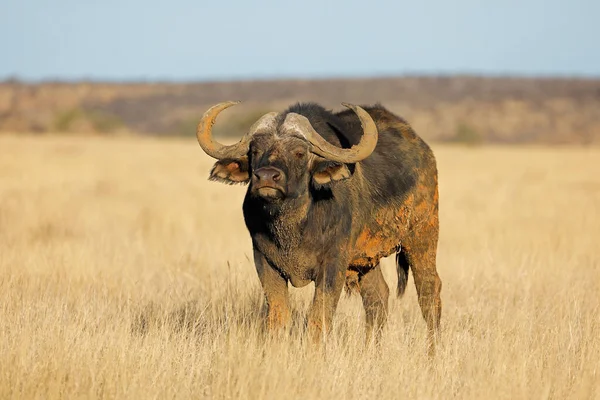 African Buffalo Syncerus Caffer Open Grassland Mokala National Park South — Stock Photo, Image