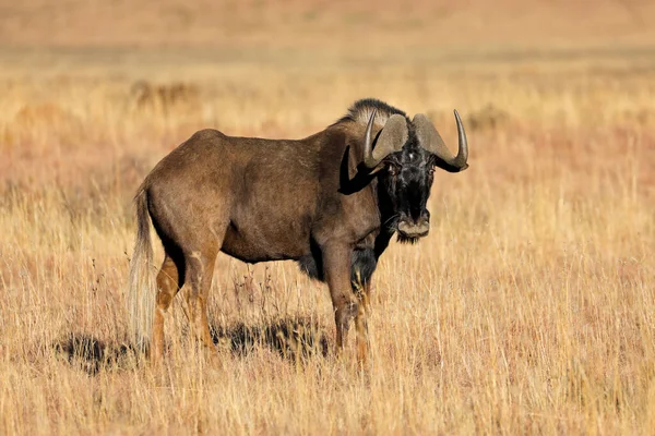 Svart Gnu Connochaetes Gnou Öppna Gräsmarker Mokala National Park Sydafrika — Stockfoto