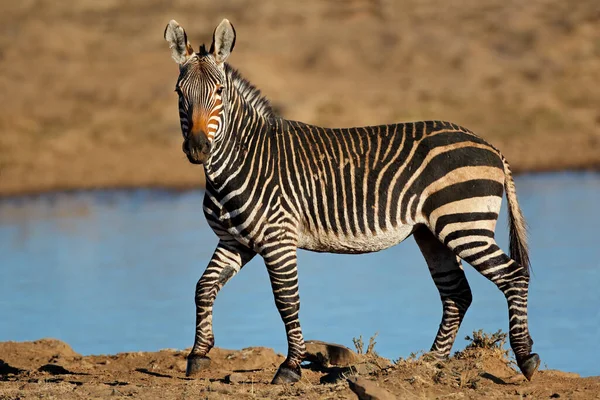 Una Cebra Montaña Del Cabo Equus Zebra Pozo Agua Parque —  Fotos de Stock