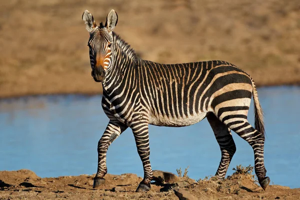 Cape Mountain Zebra Equus Zebra Waterhole Mountain Zebra National Park — Stock Photo, Image