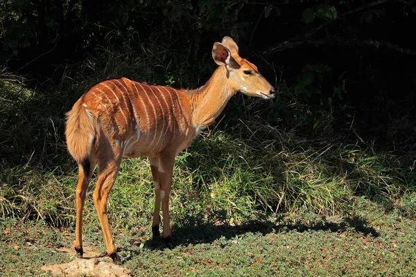 Vrouwelijke Nyala Antilope Tragelaphus Angasii Mkuze Wildreservaat Zuid Afrika — Stockfoto