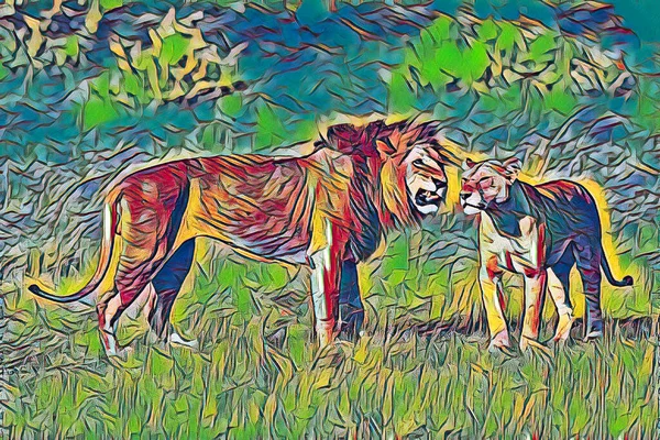 Leões Panthera Leo Acasalamento Masai Mara Narok Concelho Kenya Leste — Fotografia de Stock