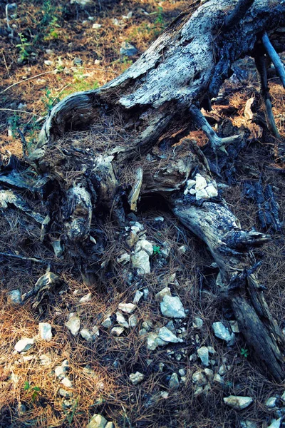 Árvores Florestais Selvagens Natureza — Fotografia de Stock