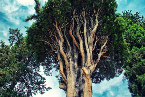 Branches Old Cypress Tree Sky Croatia — Stock Photo, Image