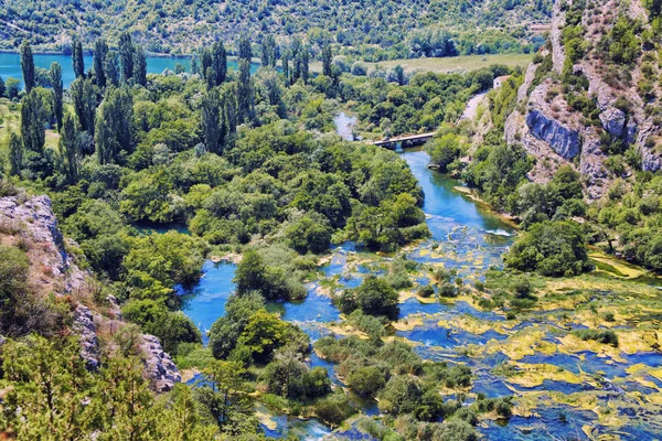 Arbres Envahis Par Les Vignes Vertes Qui Bordent Rivière Croatie — Photo