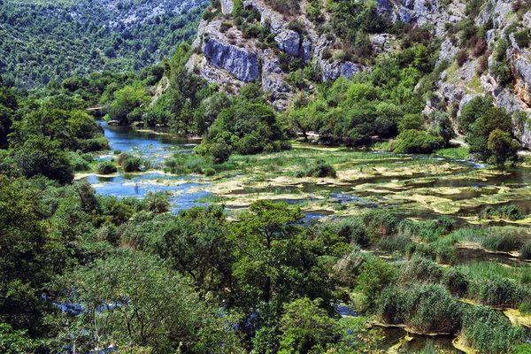 Träd Övervuxna Gröna Vinrankor Flankerande Strömmande Flod Kroatien — Stockfoto