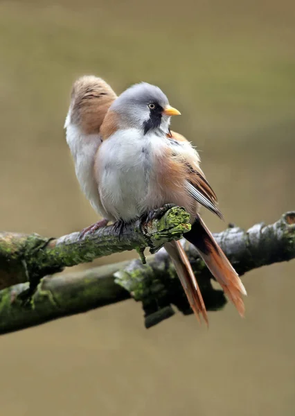 Bir Çift Sakallı Panurus Biarmicus — Stok fotoğraf