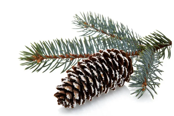Fir Tree Branch Cone Isolated White Background Winter Background New — Stock Photo, Image