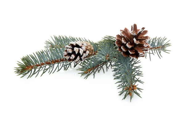白い背景に円錐形の孤立したモミの木の枝 冬の背景 お正月とクリスマス — ストック写真