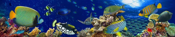Unterwasser Korallenriff Landschaft Weites Panorama Hintergrund Tiefblauen Ozean Mit Bunten — Stockfoto