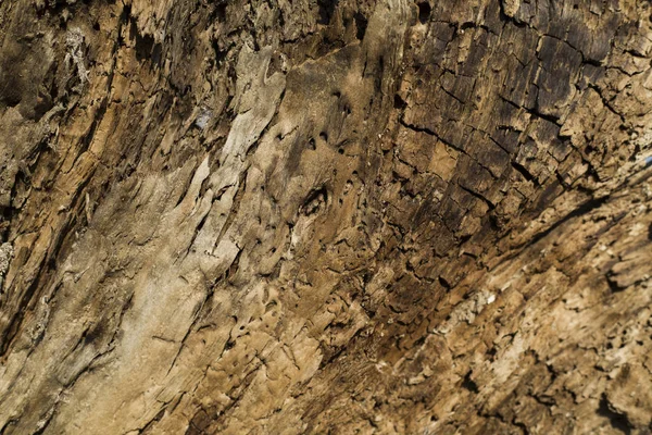 Imagen Detallada Una Corteza Árbol Sol — Foto de Stock