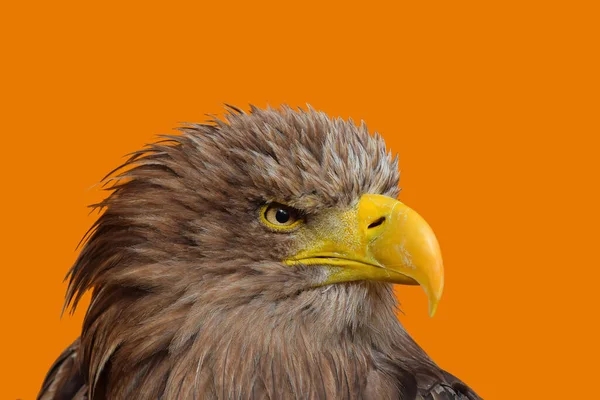 一只白尾海鹰 Haliaeetus Albicilla 的近景肖像 在黄色橙色背景下 低角度侧面观看相机 — 图库照片