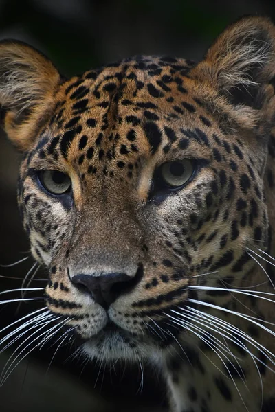 Face Face Close Retrato Leopardo Persa Panthera Pardus Saxicolor Olhando — Fotografia de Stock
