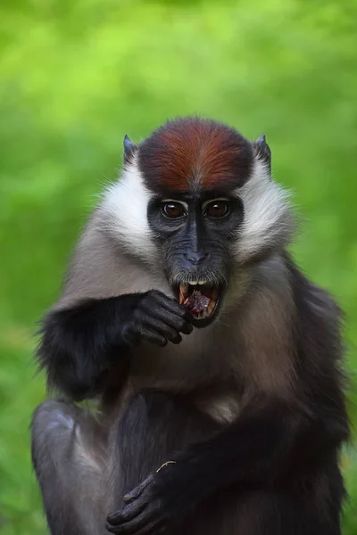 Close Front Portrait White Collared Mangabey Cercocebus Torquatus Red Capped — Stock Photo, Image