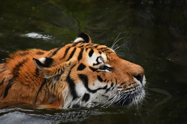 Siberian Amur Tiger Swimming Water — Stock Photo, Image