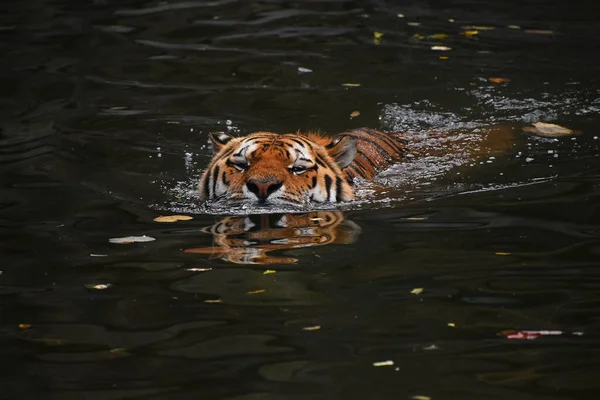 Siberian Amur Tiger Swimming Water — Stock Photo, Image