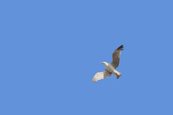 Gros Plan Sur Goéland Volant Haut Planant Dans Ciel Bleu — Photo