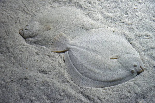 Закрыть Два Turbot Demersal Плоских Рыб Скрывающихся Песчаном Дне Моря — стоковое фото