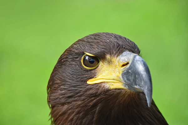 Primer Plano Retrato Frontal Águila Dorada Aquila Chrysaetos Mirando Cámara — Foto de Stock