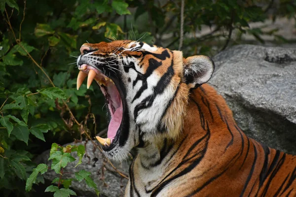 Perfil Close Retrato Tigre Indochinês Bocejando Rugindo Boca Bem Aberta — Fotografia de Stock