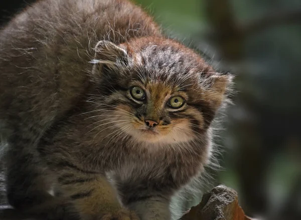 Kameraya Bakan Sevimli Bir Manul Kedi Yavrusu Pallas Kedisi Veya — Stok fotoğraf