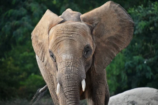 Retrato Cerca Una Joven Elefante Africana Mirando Cámara Sobre Fondo — Foto de Stock