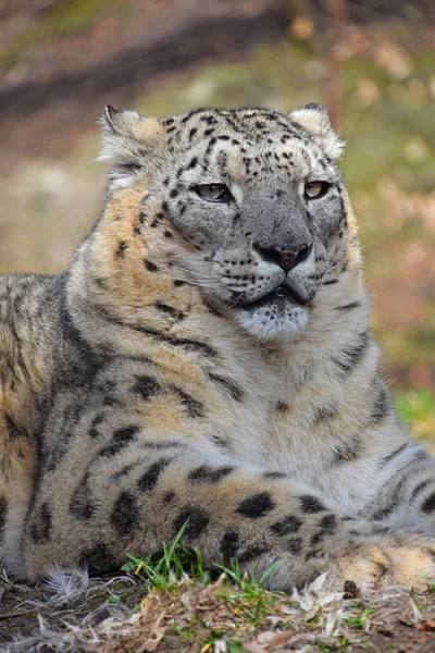 Close Portrait Male Snow Leopard Ounce Panthera Uncia Resting Ground — Stock Photo, Image