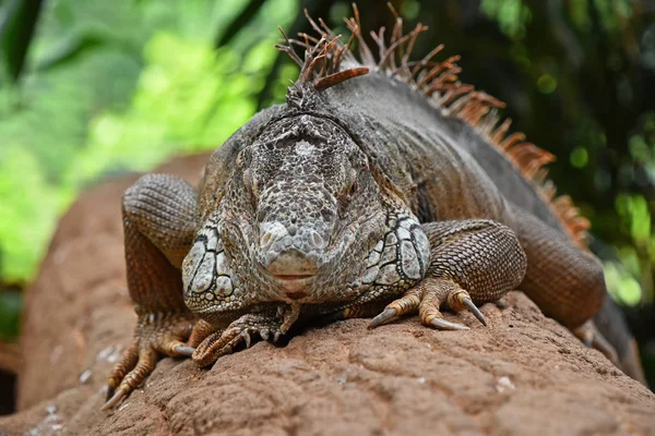 Blisko Przodu Portret Zielony Amerykański Iguana Mężczyzna Spoczywa Skałach Patrząc — Zdjęcie stockowe