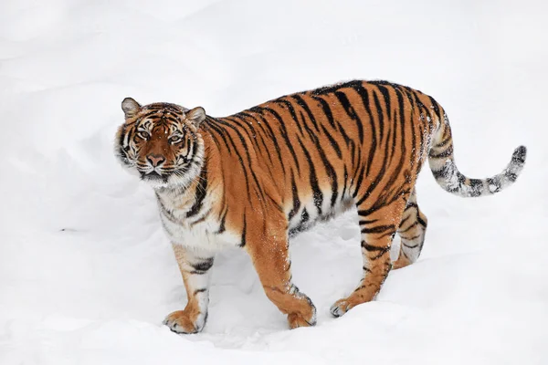 Una Joven Hembra Tigre Amur Siberiano Pie Nieve Blanca Fresca —  Fotos de Stock