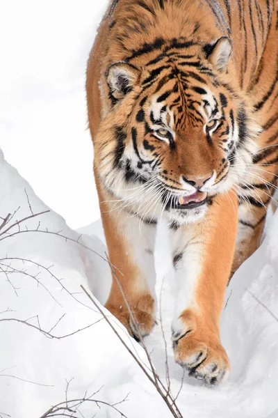 Primer Plano Retrato Joven Tigre Amur Siberiano Nieve Blanca Fresca —  Fotos de Stock