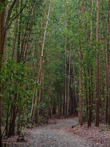 Caminho Camino Através Uma Densa Floresta Eucalipto Santa Irene Galica — Fotografia de Stock