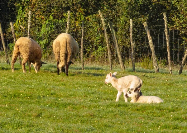 放牧の羊と緑の牧草地 アントン ガリシア スペイン中の子羊 — ストック写真