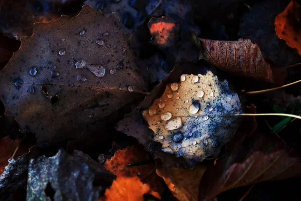 露珠落在地面上黑暗腐烂的秋叶上 潮湿的秋天 — 图库照片