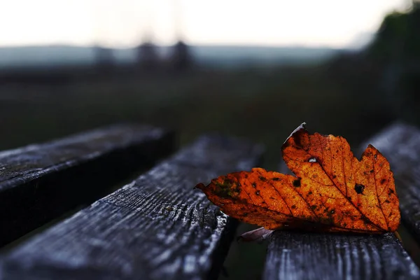 Czerwono Złoty Jesienny Liść Drewnianej Ławce Jesienny Liść Ciemnej Zimnej — Zdjęcie stockowe