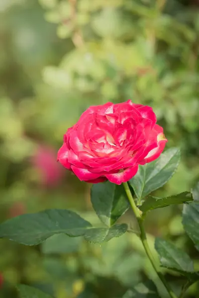 Rosas Jardín Rosas Son Hermosas Con Hermoso Día Soleado — Foto de Stock