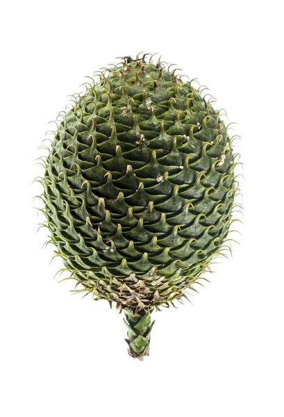 诺福克岛松果的雌性锥果 或称无性系杜鹃 是太平洋诺福克岛特有的一种维管束植物的针叶树 — 图库照片