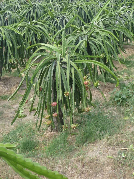 Vietnam Phan Thiet Piña Sobre Una Plantación —  Fotos de Stock