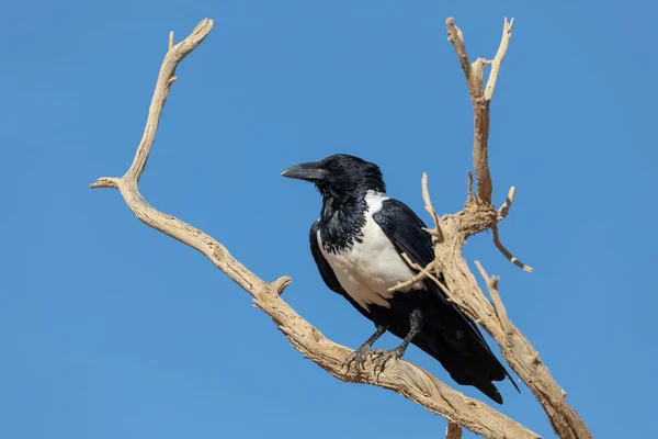Hermoso Pájaro Espiado Cuervo Corvus Albus Desierto Namib Sol Tarde —  Fotos de Stock