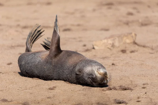 Baby Brown Fur Seal Cape Cross Colony Namibia Safari Wildlife — Stock Photo, Image