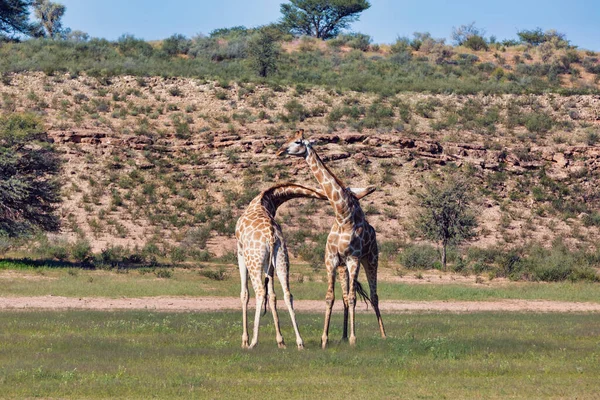 Dwie Urocze Żyrafy Zakochane Tańcu Kalahari Zielona Pustynia Porze Deszczowej — Zdjęcie stockowe