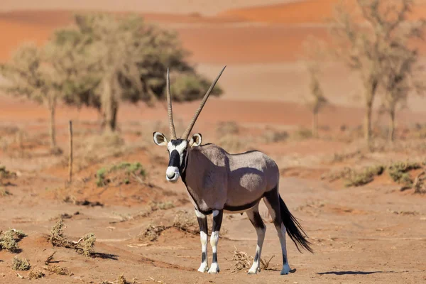 Gemsbok Oryx Ceylanı Sossusvlei Deki Kırmızı Kumulların Arkasında Namibya Vahşi — Stok fotoğraf