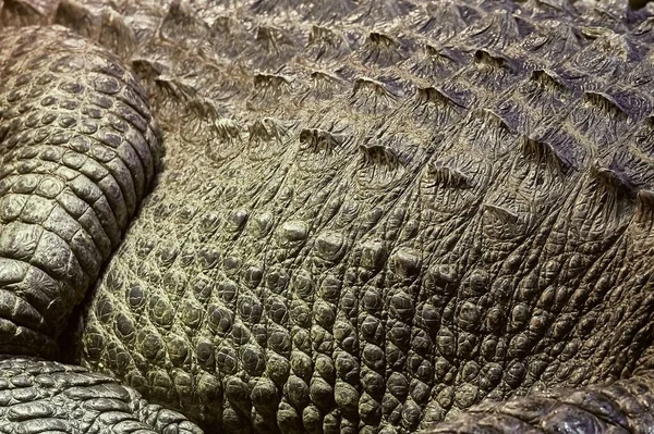 Krokodil Närbild Detalj Hudens Struktur — Stockfoto