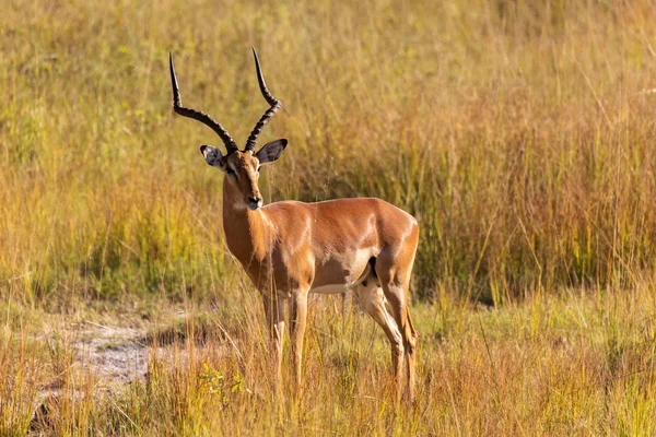 Impala Antelopeオス Aepyceros Melampus Capriviストリップゲームパーク ナンバナミビア アフリカサファリ野生生物と荒野 — ストック写真