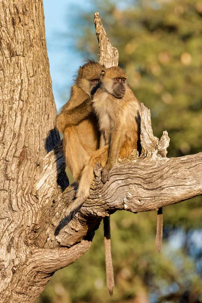 Scimmia Chacma Baboon Baby Papio Anubis Nella Savana Africana Bwabwata — Foto Stock