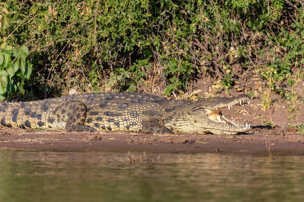 Descansando Crocodilo Nilo Margem Rio Boca Aberta Mostrando Dentes Rio — Fotografia de Stock