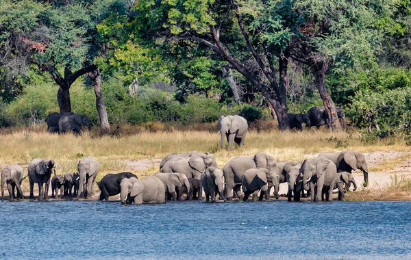 Manada Elefantes Africanos Con Bebés Loxodonta Abrevadero Bwabwata Parque Juego — Foto de Stock