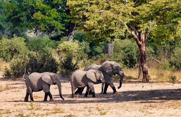 Rebanho Elefante Africano Com Bebês Loxodonta Buraco Água Bwabwata Caprivi — Fotografia de Stock