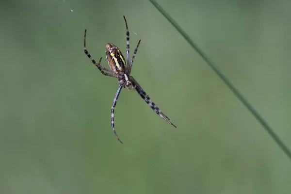在丝线上的男性黄蜂蜘蛛 宏观射击 — 图库照片