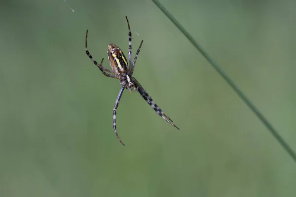 Aranha Macho Vespa Fio Seda Tiro Macro — Fotografia de Stock