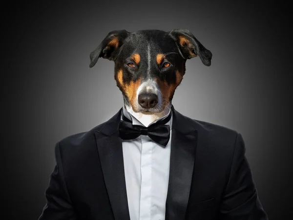 Appenzeller Mountain Dog in a business suit